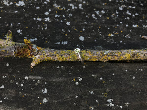 Sterling Silver Nose Ring - Peridot - Made To Order